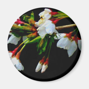 Elegantes, Schwarz-weiß blühendes weißes Blossom Magnet