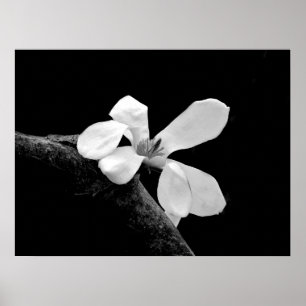 Elegantes Schwarz-Weiß-Magnolia Poster