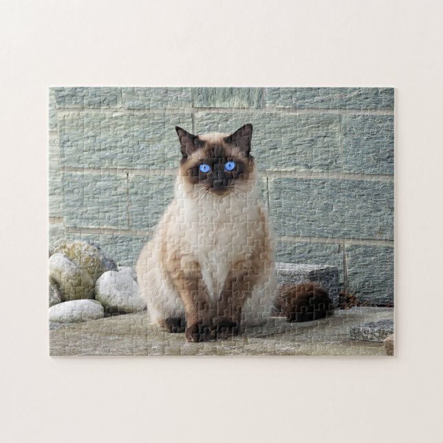 Elegantes Siamese Cat Foto Puzzle (Horizontal)