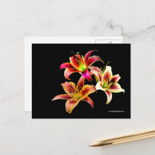 Elegantes Trio der gelb rosa Taglilien, floral Postkarte