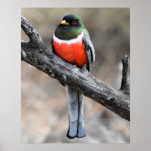 Elegantes Trogon Poster