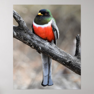Elegantes Trogon Poster