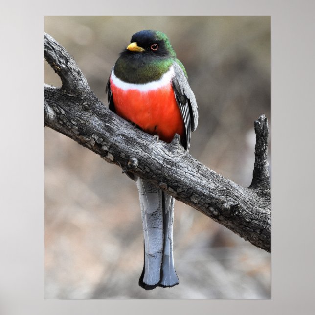 Elegantes Trogon Poster (Vorne)