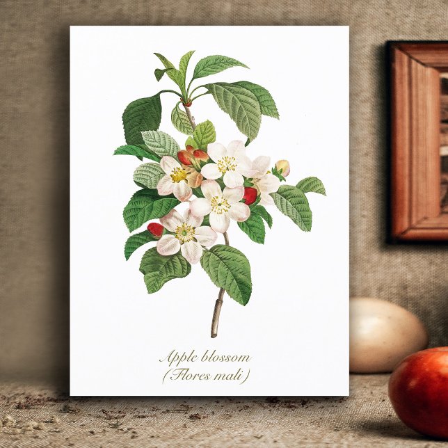 Elegantes Vintages Botanisches Apple Blossom Postkarte (Von Creator hochgeladen)