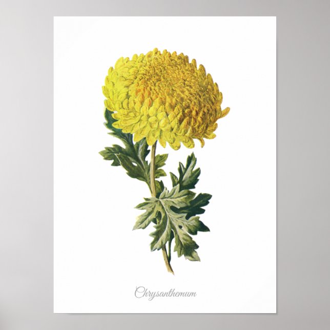 Elegantes Vintages Botanisches Print Chrysanthemum Poster (Vorne)