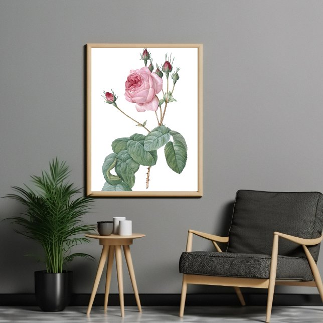 Elegantes Vintages rosa rosa rosa Botanisches Art  Poster (Von Creator hochgeladen)