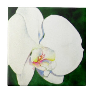 Elegantes, weißes Aquarell-Orchideenbild Fliese