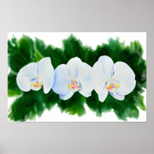 Elegantes, weißes Aquarell-Orchideenbild Poster