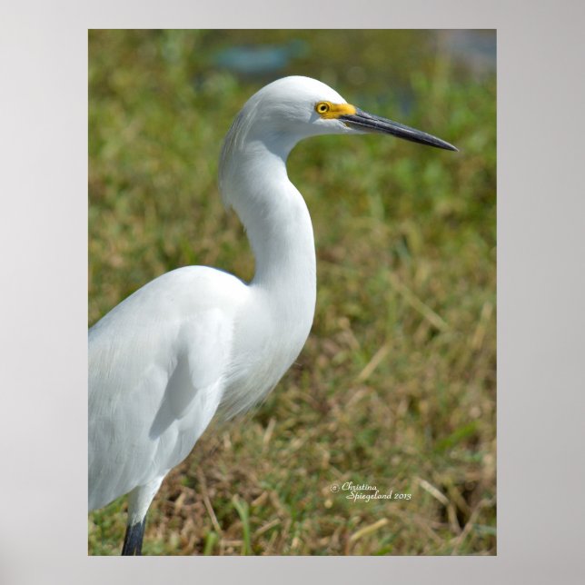 Elegantes Weißes Egret Vogel Poster (Vorne)