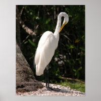 Elegantes Weißes Egret Vogel Poster