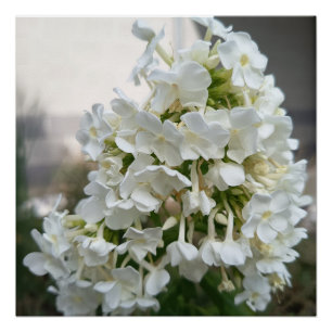 Elegantes Weißes Hortensien-Blumenposter-Druck   B Poster
