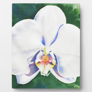 Elegantes weißes Orchideengemälde Fotoplatte