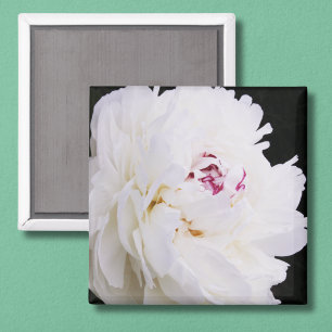 Elegantes weißes Peony mit Lila Magnet