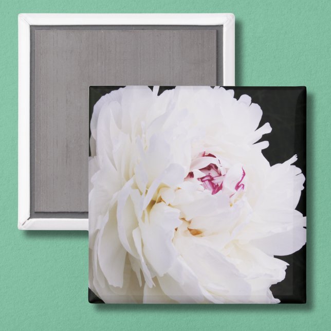 Elegantes weißes Peony mit Lila Magnet (Von Creator hochgeladen)