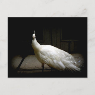 Elegantes weißes Pfau-Vintage-Naturvogel-Foto Postkarte
