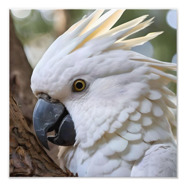 Eleganz in Weiß: Das majestätische Aussie Cockatoo Fotodruck (Vorne)