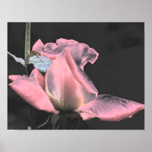Elektrische rosa Knospe abstrakte Blumenkunst Poster