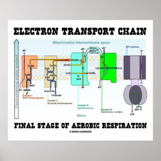 Elektrische Transportkette Endgültige Bühne der Ae Poster