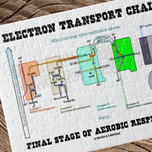 Elektrische Transportkette Endgültige Bühne der Ae Puzzle (Jigsaw puzzle featuring "Electron Transport Chain - Final Stage Of Aerobic Respiration".)