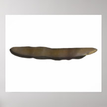 Elektrischer Eel