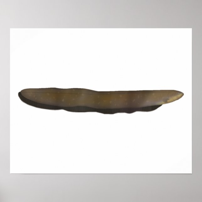 Elektrischer Eel Poster (Vorne)