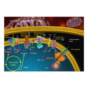 Elektrontransportplakat Fotodruck