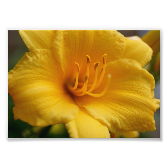 Elementargelbe 12x18-Fotografie Fotodruck (Vorne)