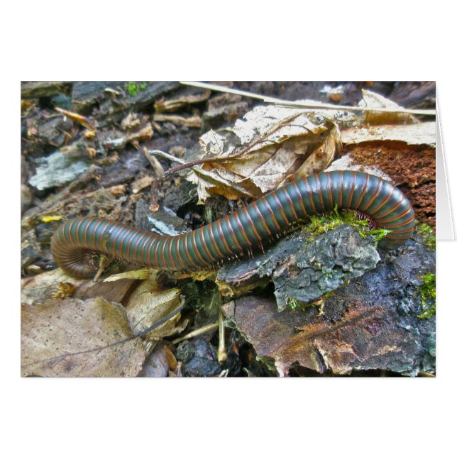 Elemente der Millipenserie (Vorderseite (Horizontal))