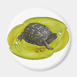 Elemente zur Koordination von Ostkasten-Schildkröt Magnet