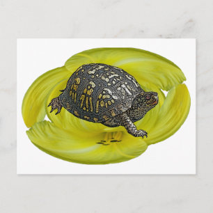 Elemente zur Koordination von Ostkasten-Schildkröt Postkarte