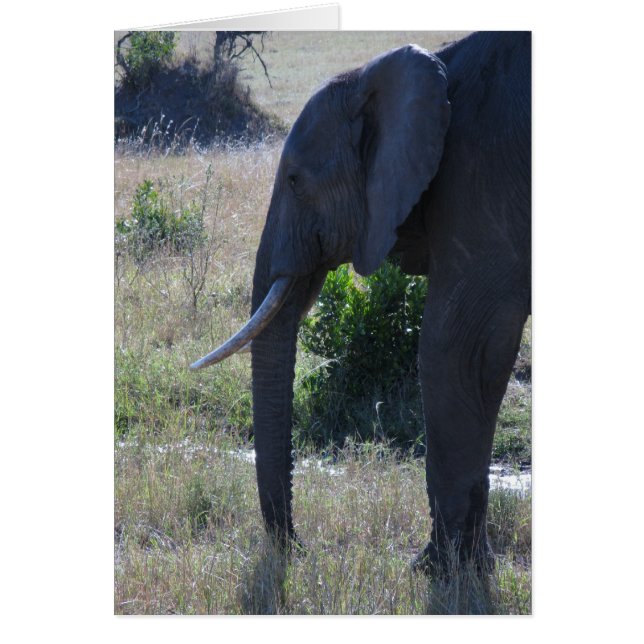 Elephant (Vorne)