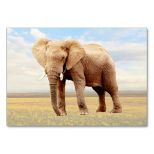 Elephant ABA Labeling Flashcard Picture Card Tischnummer