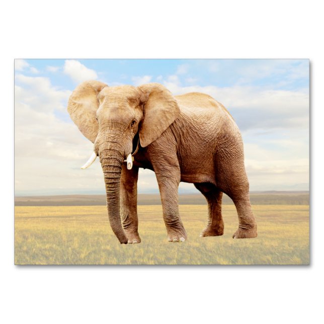 Elephant ABA Labeling Flashcard | Picture Card Tischnummer (Vorderseite)