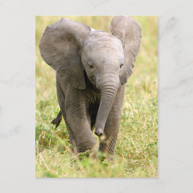 Elephant Baby Postkarte (Vorderseite)