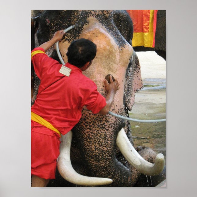 Elephant Bathtime ... Ayutthaya, Thailand Poster (Vorne)