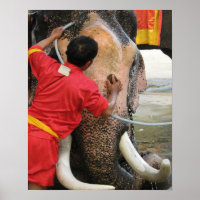 Elephant Bathtime ... Ayutthaya, Thailand