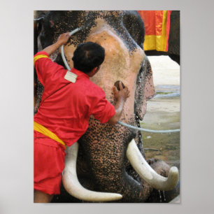 Elephant Bathtime ... Ayutthaya, Thailand Poster