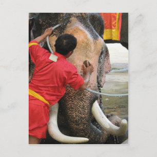 Elephant Bathtime ... Ayutthaya, Thailand Postkarte