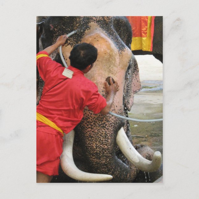 Elephant Bathtime ... Ayutthaya, Thailand Postkarte (Vorderseite)
