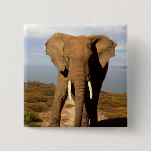 Elephant Beach Day Outing, Button