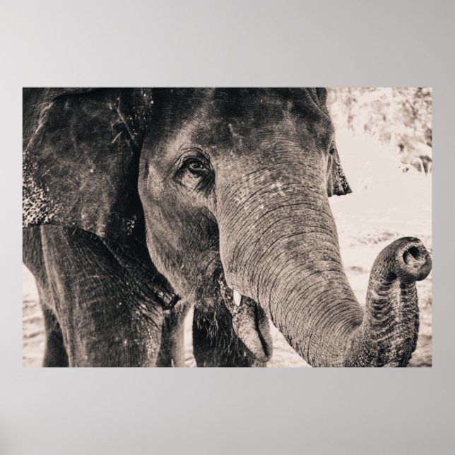 Elephant Black and White Africa Animals Poster (Vorne)