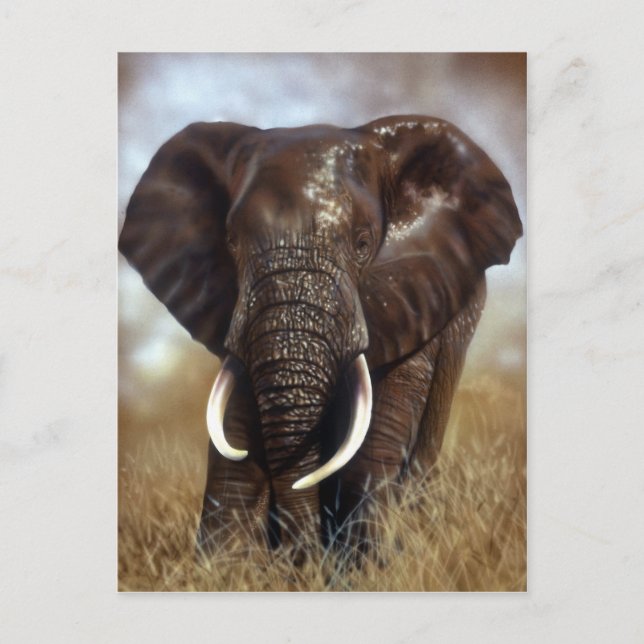 Elephant Bull Prints Postkarten (Vorderseite)