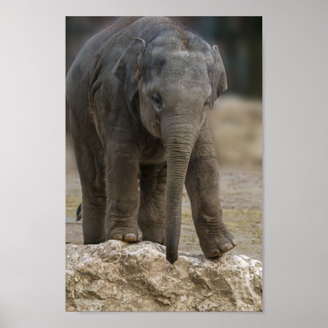 Elephant Calf Poster (Vorne)
