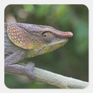 Elephant Chameleon, Madagaskar Quadratischer Aufkleber