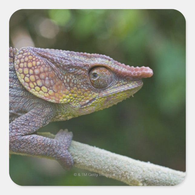 Elephant Chameleon, Madagaskar Quadratischer Aufkleber (Vorderseite)