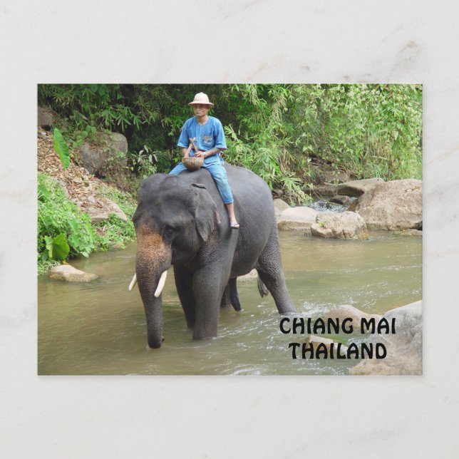 Elephant Chiang Mai Postcard Postkarte (Vorderseite)