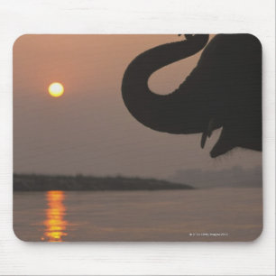 Elephant, Chitwan National Park, Nepal Mousepad