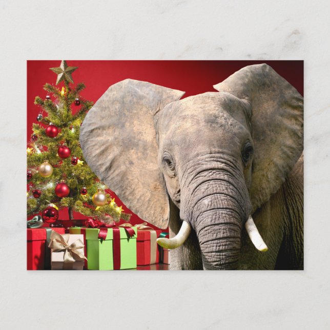 Elephant Christmas Greetings Postkarte (Vorderseite)