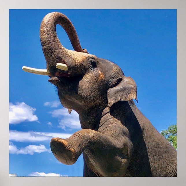 Elephant, Dschungel, Safari, Natursanenplakat Poster (Vorne)