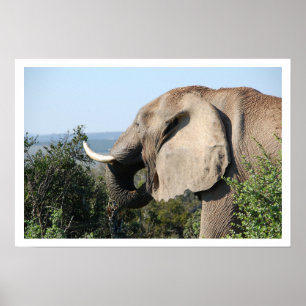 Elephant Eating, Südafrika Poster